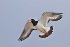 <p>ÚSTŘIČNÍK VELKÝ (Haematopus ostralegus)</p>
